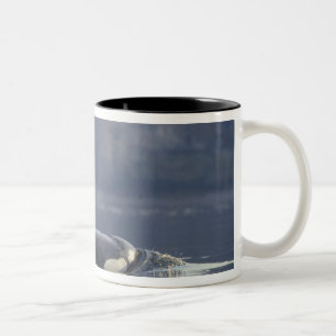 Caneca De Café Em Dois Tons Orca fêmea adulta (Orcinus Orca), Puget