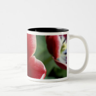 Caneca De Café Em Dois Tons Países Baixos (também conhecido como Holanda), Lis