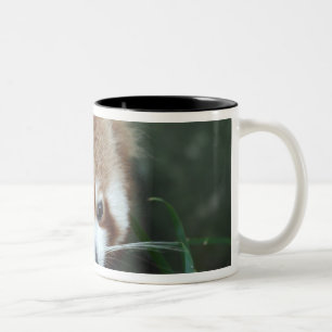 Caneca De Café Em Dois Tons Panda vermelha, jardim zoológico de Taronga,