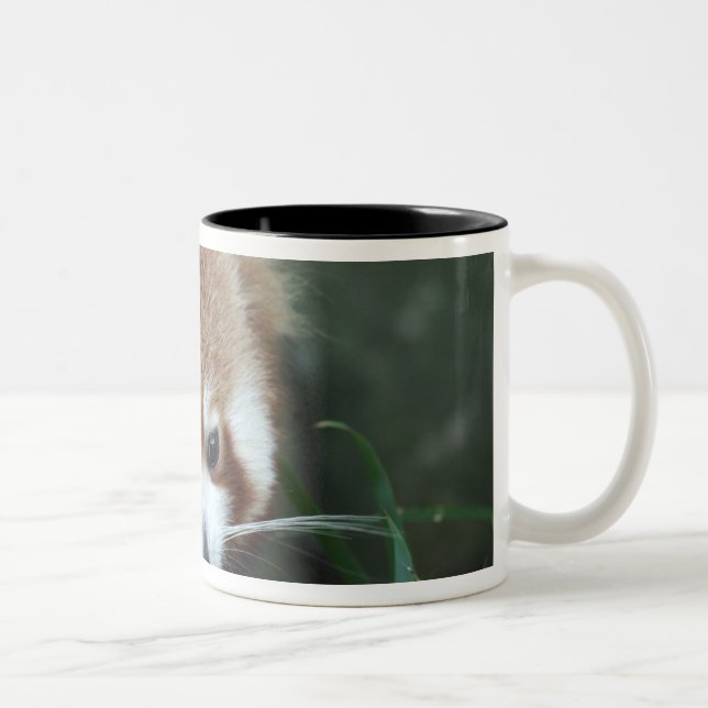 Caneca De Café Em Dois Tons Panda-vermelho, Taronga Zoo, Sydney, Austrália (Direita)