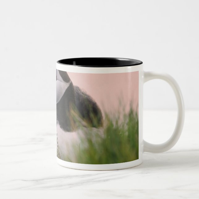 Caneca De Café Em Dois Tons Papagaio-do-mar (Fratercula arctica) (Direita)