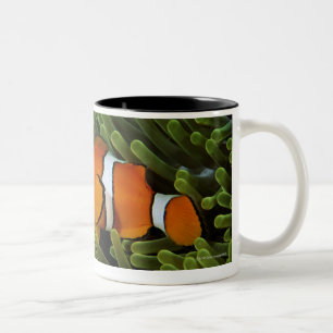 Caneca De Café Em Dois Tons Papuá-Nova Guiné, anemonefish falso do palhaço e