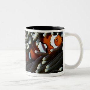 Caneca De Café Em Dois Tons Papuá-Nova Guiné, dois anemonefish falsos do