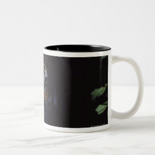 Caneca De Café Em Dois Tons Pares do tigre Siberian (Panthera Tigris Altaica)