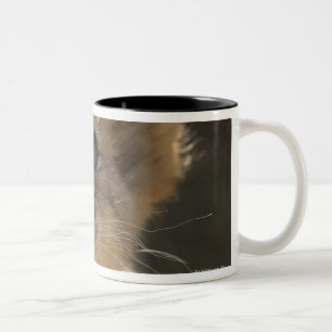 Caneca De Café Em Dois Tons Parque nacional do elefante de Addo, cabo oriental