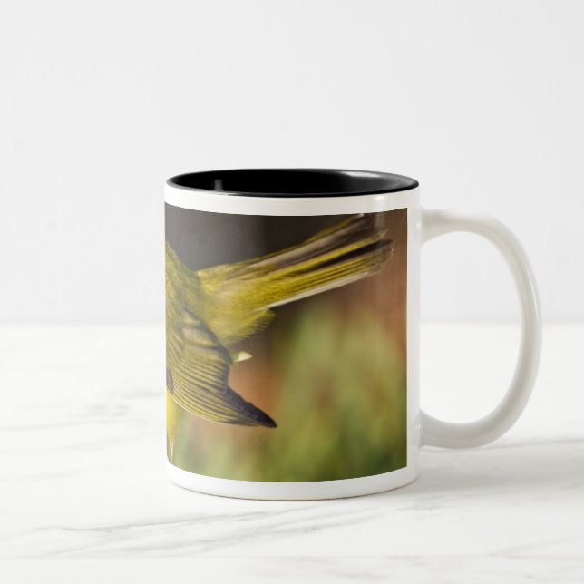 Caneca De Café Em Dois Tons Pássaro-de-capuz (Wilsonia citrina) (Direita)