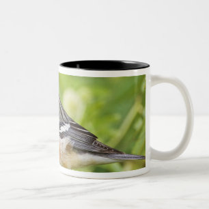 Caneca De Café Em Dois Tons Pássaro-de-peito-castanho (Dendroica castanea) adu