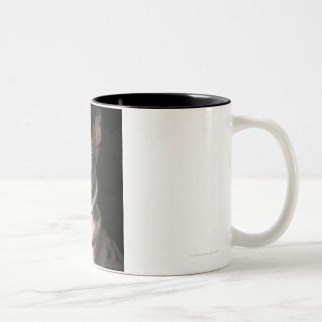 Caneca De Café Em Dois Tons Pastor australiano cinzento e branco com chicote (Direita)