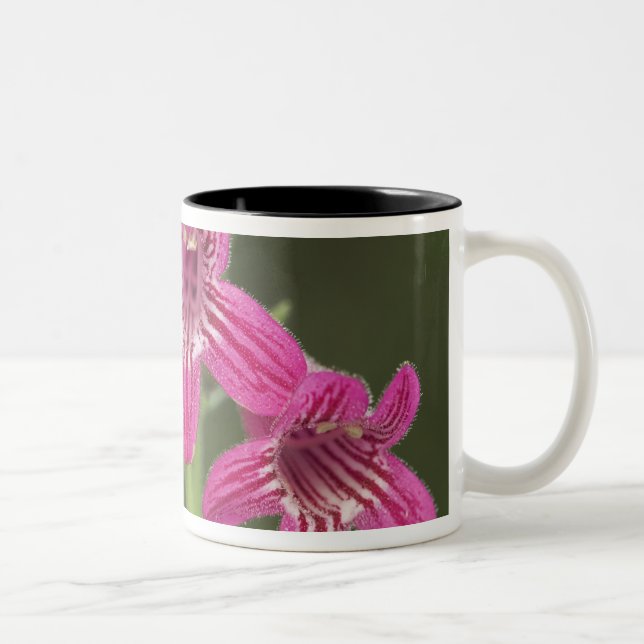 Caneca De Café Em Dois Tons Penstemon Escarlate, Penstemon triflorus, (Direita)