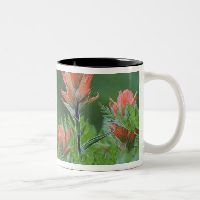 Caneca De Café Em Dois Tons Pincel indiano, Castilleja miniata, Ouray, (Direita)