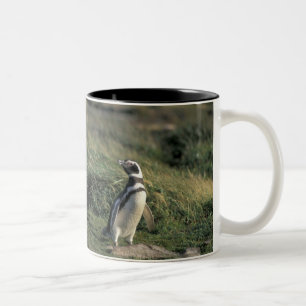 Caneca De Café Em Dois Tons Pinguim-de-magalhães (Spheniscus magellanicus),
