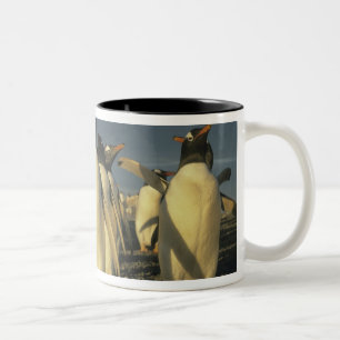 Caneca De Café Em Dois Tons Pinguins-de-gentoo, (Pygoscelis papua), Ilhas Falk
