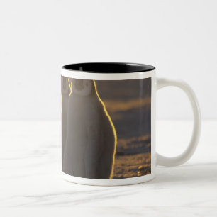 Caneca De Café Em Dois Tons Pinguins-imperadores