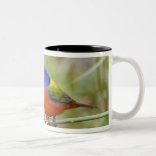 Caneca De Café Em Dois Tons Pintassilgo Colorido (Passerina ciris) macho se al