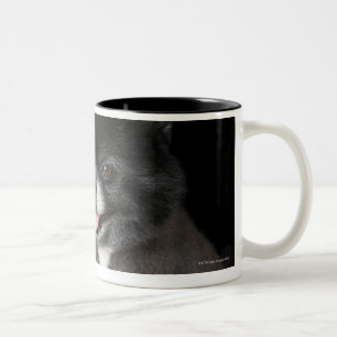 Caneca De Café Em Dois Tons Pomeranian preto que olha à esquerda