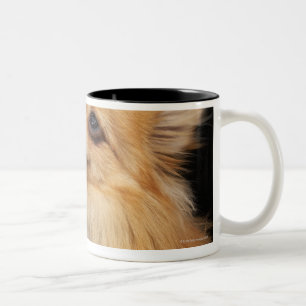Caneca De Café Em Dois Tons Pomeranian que olha acima no preto