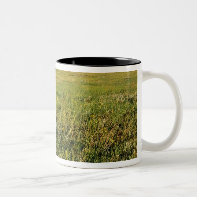 Caneca De Café Em Dois Tons Pradaria de grama curta no remoto nordeste (Direita)