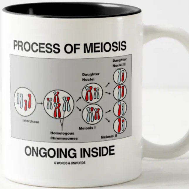 Caneca De Café Em Dois Tons Processo De Meiose Dentro contínuo (Mug for any biology major, biology teacher, or cell biologist featuring the process of meiosis)