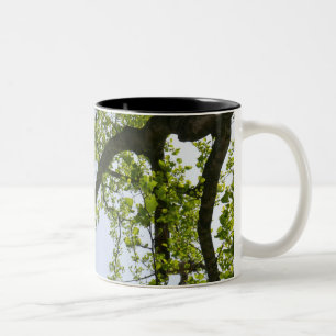Caneca De Café Em Dois Tons Procurando a Árvore Poplar Primavera