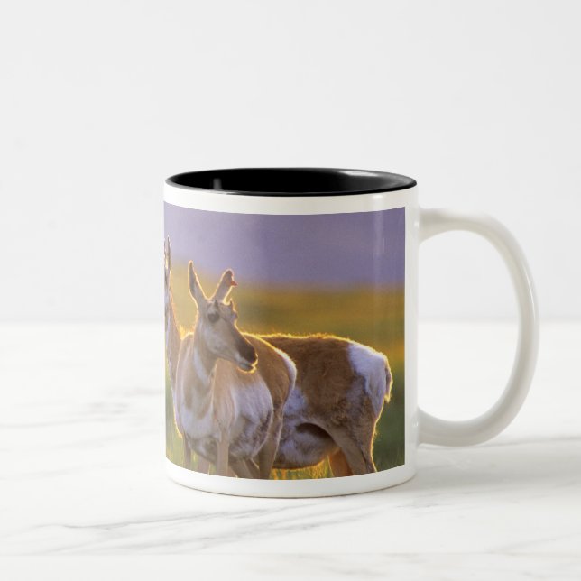 Caneca De Café Em Dois Tons Pronghorn Antelope em Montana (Direita)