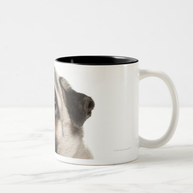 Caneca De Café Em Dois Tons Pug (13 meses velho) que olha acima (Direita)