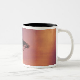 Caneca De Café Em Dois Tons Quênia: Parque Nacional Masai Mara, Sunset.
