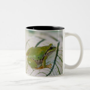 Caneca De Café Em Dois Tons Rã-arbórea-do-pacífico em flores no nosso jardim,