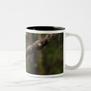 Caneca De Café Em Dois Tons Rã-folha-gigante (Phyllomedusa bicolor)