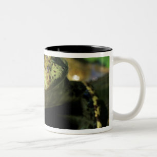 Caneca De Café Em Dois Tons Rã-touro.
