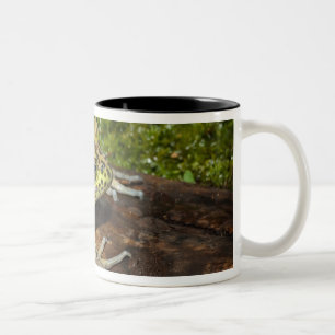 Caneca De Café Em Dois Tons Rã-touro, Rana catesbeiana