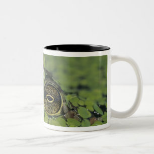 Caneca De Café Em Dois Tons Rã-touro, Rana catesbeiana, adulta em lentilha-d'á
