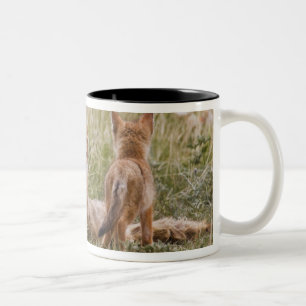 Caneca De Café Em Dois Tons Raposa Veloz (Vulpes velox) fêmea com filhotes em