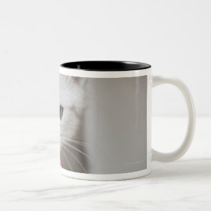 Caneca De Café Em Dois Tons Rato de cheiro do brinquedo do gatinho britânico
