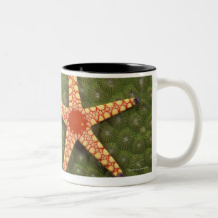 Caneca De Café Em Dois Tons Recifes da limpeza da estrela de mar comendo algas