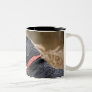 Caneca De Café Em Dois Tons Reino Unido, Inglaterra, Suffolk, floresta de