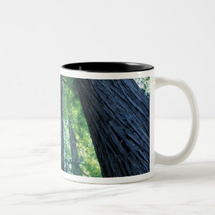Caneca De Café Em Dois Tons Reserva Estadual de Montgomery Woods, Califórnia.