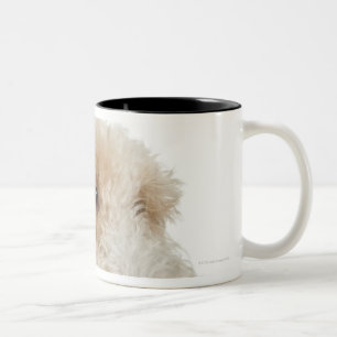 Caneca De Café Em Dois Tons Retrato do estúdio do filhote de cachorro Wheaten