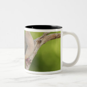 Caneca De Café Em Dois Tons Rórola, Zenaida macroura