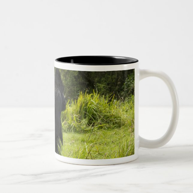 Caneca De Café Em Dois Tons Ruanda, Parque Nacional dos Vulcões (Direita)