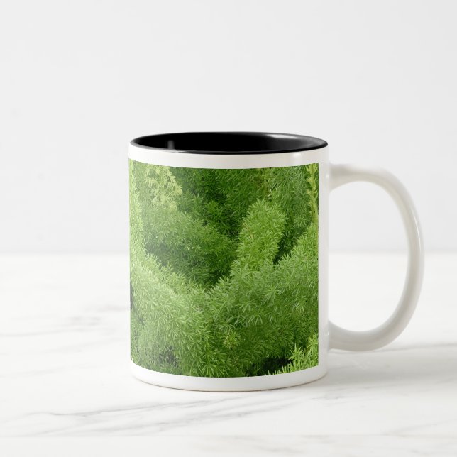 Caneca De Café Em Dois Tons Samambaia rabo-de-raposa, Asparagus densiflorus my (Direita)