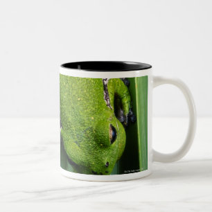 Caneca De Café Em Dois Tons Sapo de árvore do descascamento (gratiosa do hyla