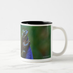 Caneca De Café Em Dois Tons Sapo de árvore verde na íris