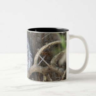 Caneca De Café Em Dois Tons Scops-Coruja africana, parque nacional de Kruger,