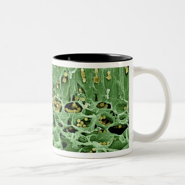 Caneca De Café Em Dois Tons Secção transversal da folha (Direita)