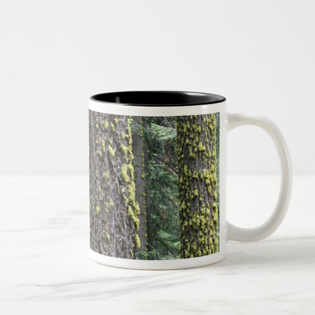 Caneca De Café Em Dois Tons Sequoias gigantes na floresta, Sequoia e (Direita)