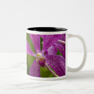 Caneca De Café Em Dois Tons Singapura (Sânscrito para Cidade do Leão). Naciona