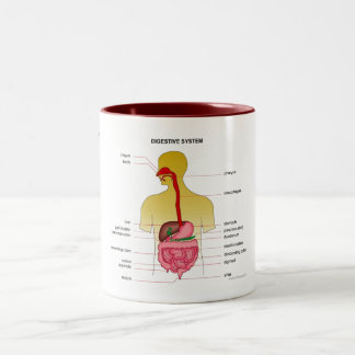Caneca De Café Em Dois Tons Sistema digestivo…
