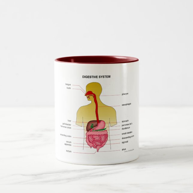Caneca De Café Em Dois Tons Sistema digestivo… (Centro)