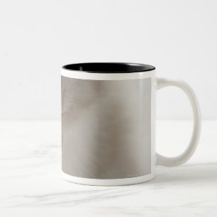 Caneca De Café Em Dois Tons Sono cansado do gatinho