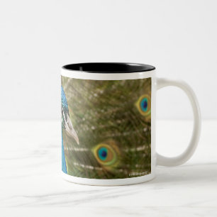 Caneca De Café Em Dois Tons Suportar do pavão